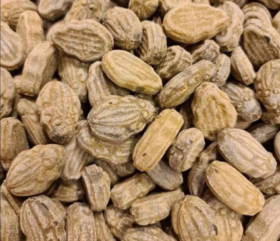 Salta grodor