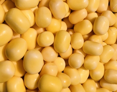 Kastanjer gula