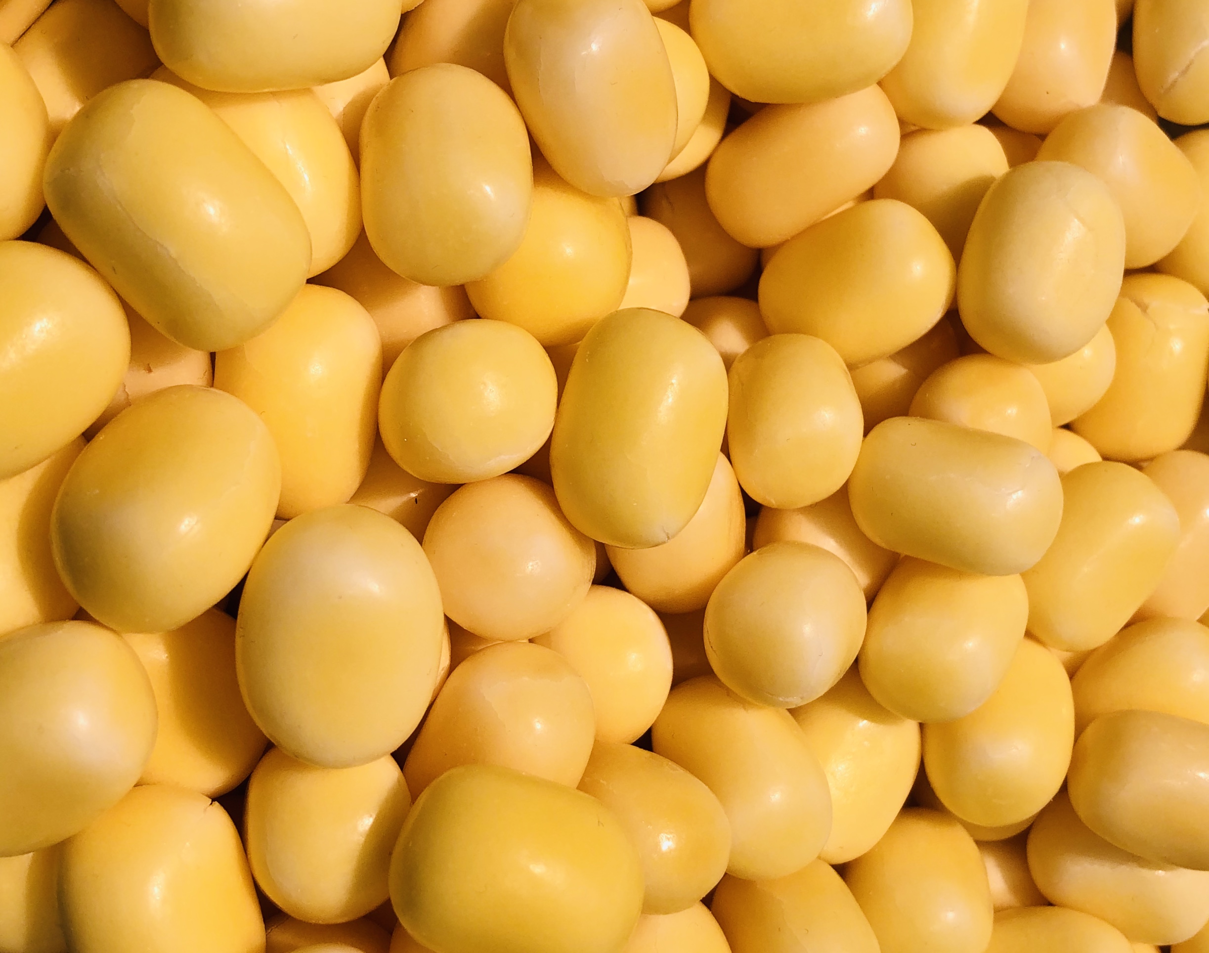 Kastanjer gula