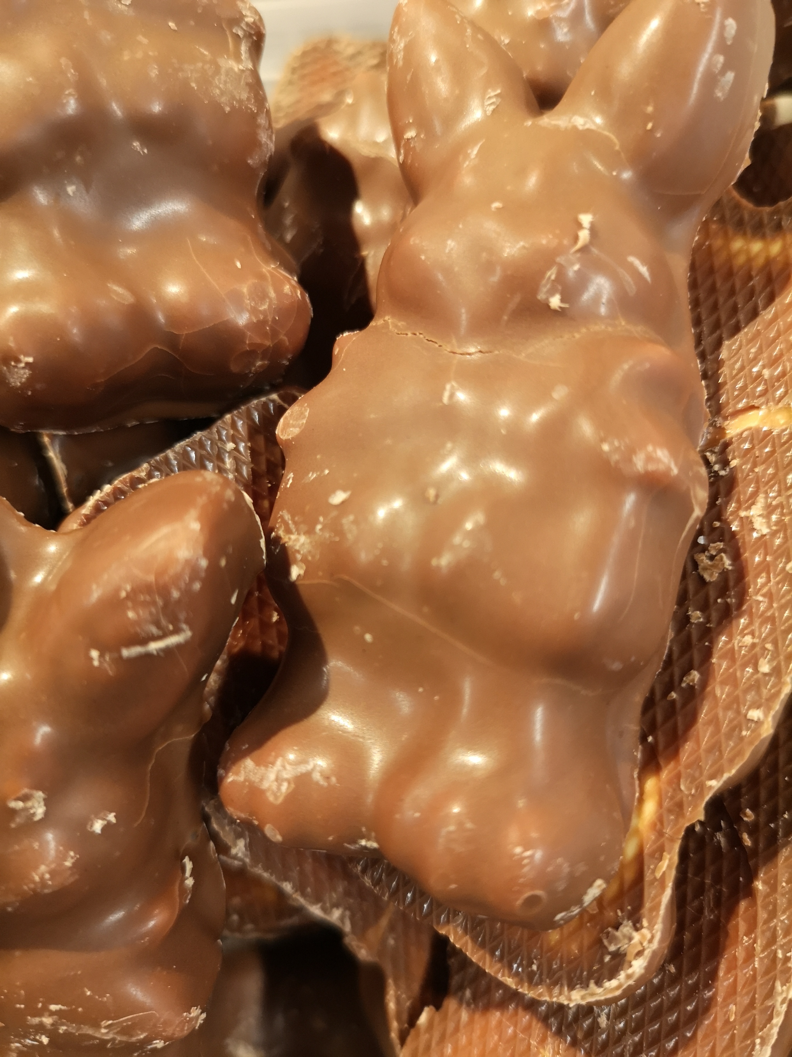 Chokladskum hare